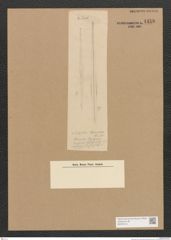 Diatomeae indet. Zeichnungen Sammlung Grunow Nr. 4458 (NHMW-BOT-W0372414)